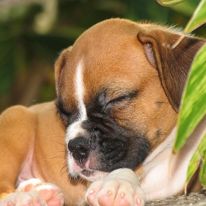 sleepyfenway