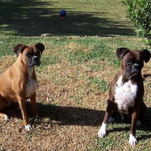 brandy 3yrs 8mths & tigger 2yrs 5mths