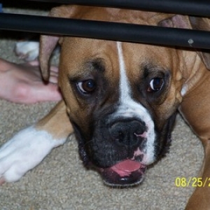 See- I can still fit under this coffee table!