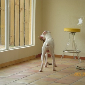 "I wish this toy was that bird outside!"