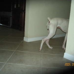 Boxer Booty