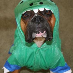 Dogzilla
