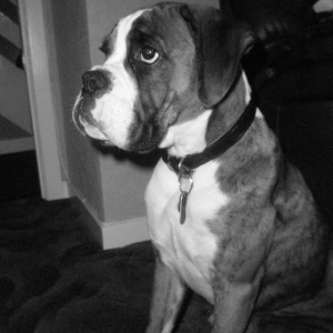 Biff at 5 months