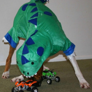 Dogzilla versus the Quads