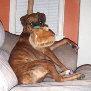 Hide-A-Squirrel