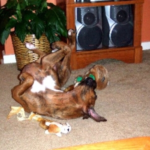 Playing with Hide-A-Squirrel