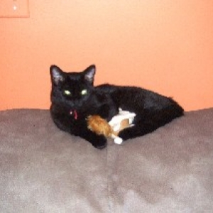 Onyx likes Squirrels too!