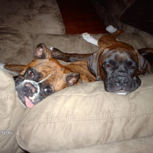 Sleepy Boxers