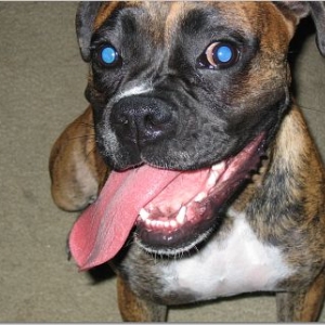 sophie's tounge