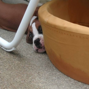 peek-a-boo