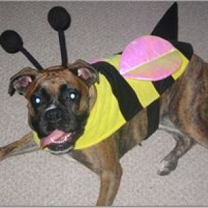 Here's My Bumble-Bee