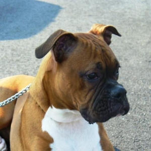 Titan- Second foster