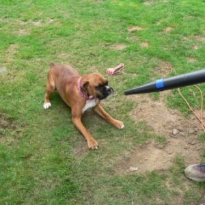Phoebe and the leaf blower