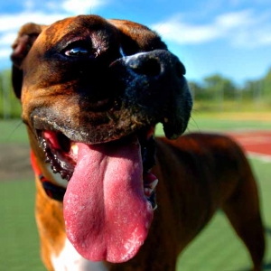 Tongue1