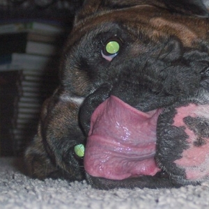 Tobie's Tongue