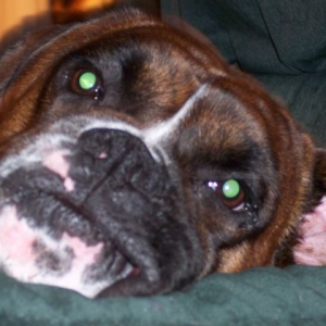 Comfy Tobie