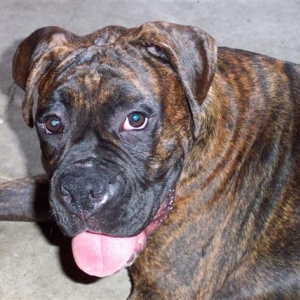 Syd - 7 Month's Old