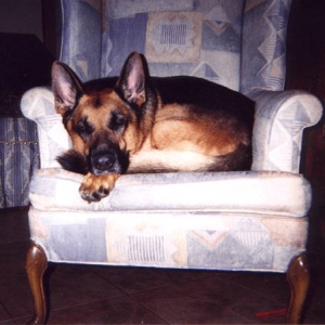 bad dog