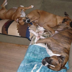 Boxer Sandwich