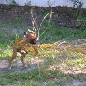 Backyard Playing