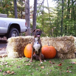 Mr. Pumkin