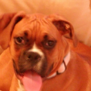 crazy dog