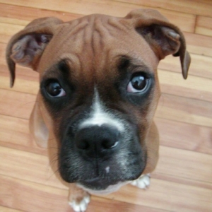 mug shot