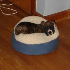 Tyson 9 weeks
