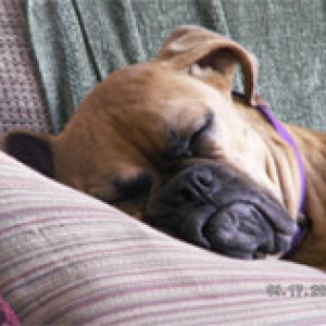 jada sleepy