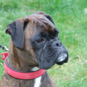 Bruno