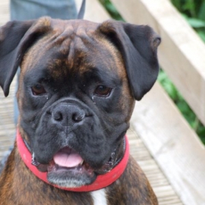 Bruno
