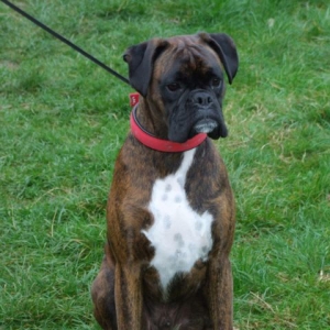 Bruno
