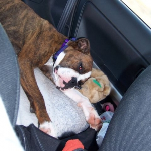 Molly on the car ride home