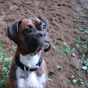 Dirty Dog