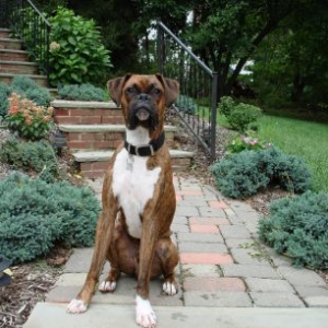 Stud