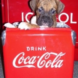 Coca Cola Boxer