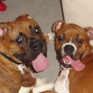 Boxer Best Friends