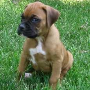 Shae-7 wks.