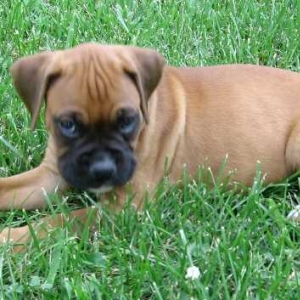 Shae 7 wks.
