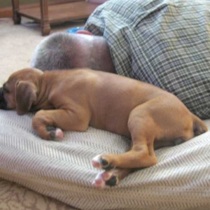 Shae 7-8 wks.