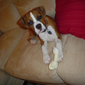 Bruno