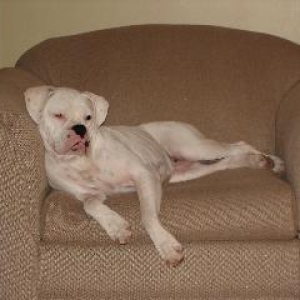 Holly chair