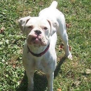 Holly