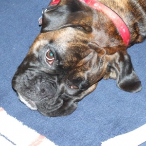 Bruno