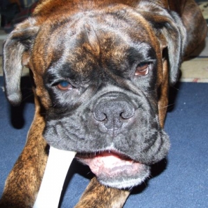 Bruno