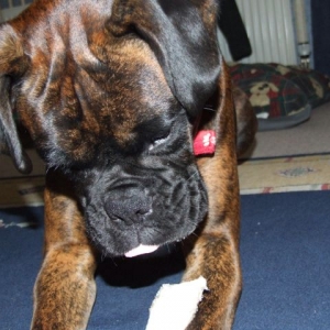 Bruno