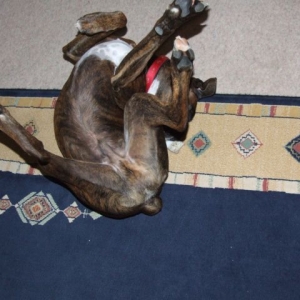 Bruno