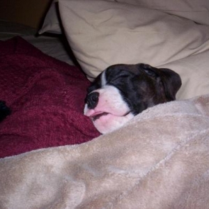 Gatti sleeping