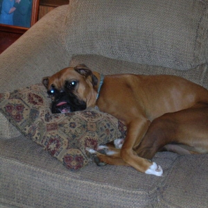 Napping on "his" couch