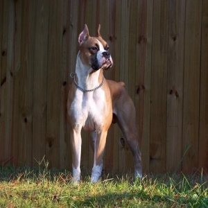 majestic droopy 2